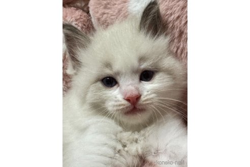 販売中の三重県のラグドール-117219の5枚目
